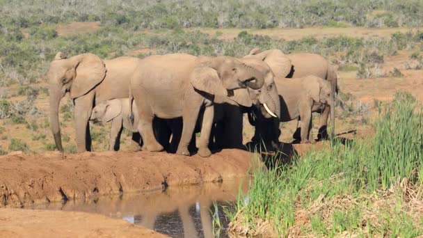 Elefantes Africanos Loxodonta Africana Água Potável Parque Nacional Addo Elephant — Vídeo de Stock