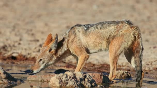 Chacal Fundo Negro Canis Mesomelas Água Potável Deserto Kalahari África — Vídeo de Stock