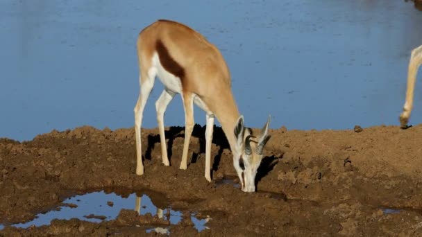 南非莫卡拉国家公园 一只苏门答腊羚羊在一个水坑里喝水 — 图库视频影像
