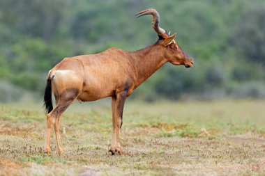 A red hartebeest (Alcelaphus buselaphus) in natural habitat, Addo Elephant National Park, South Africa