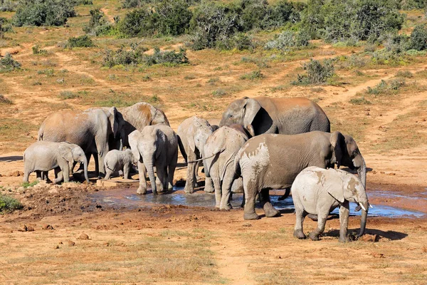 African Elephant Herd Loxodonta Africana Waterhole Addo Elephant National Park — Stock Photo, Image