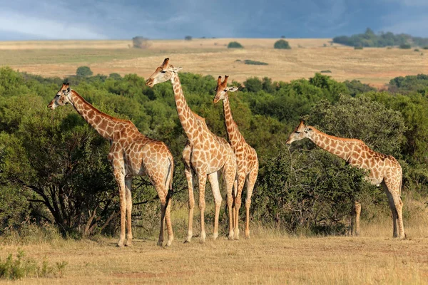 Family Giraffes Giraffa Camelopardalis Natural Habitat South Africa — Stock Photo, Image