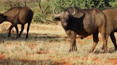 Afrika bufaloları (Syncerus caffer) doğal habitat, Mokala Ulusal Parkı, Güney Afrika