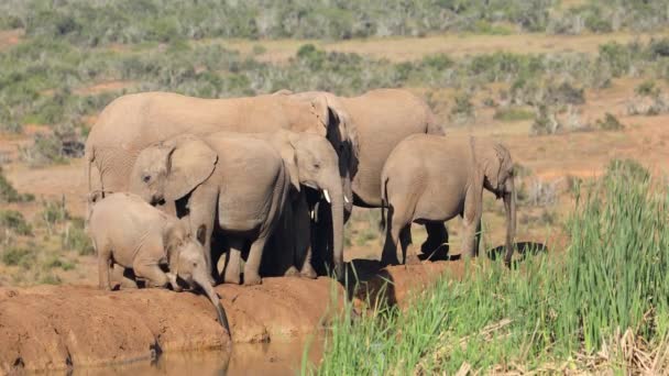 Elefantes Africanos Loxodonta Africana Agua Potable Parque Nacional Del Elefante — Vídeo de stock