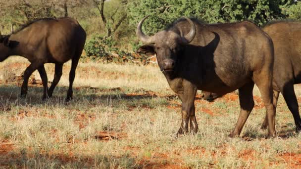 南非Mokala国家公园自然栖息地中的非洲水牛 Syncerus Caffer — 图库视频影像