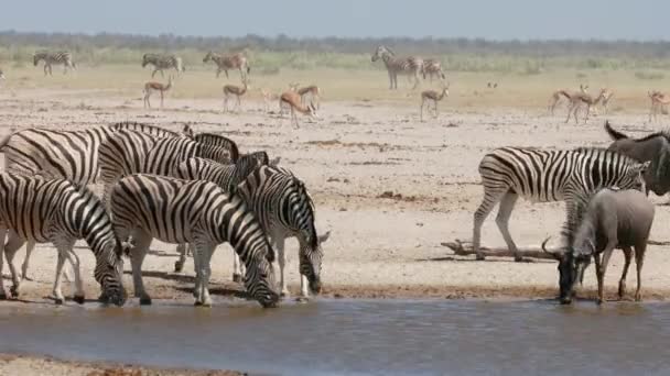 纳米比亚埃托沙国家公园 一群草原斑马 蓝色野牛和春天羚羊聚集在一个尘土飞扬的水坑里 — 图库视频影像