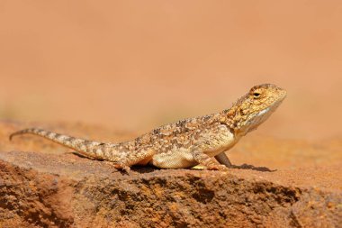 Ground agama (Agama aculeata) sitting on a rock, South Africa