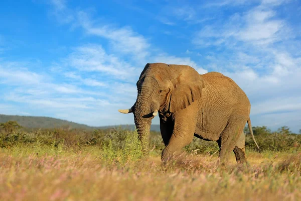 Großer Afrikanischer Elefantenbulle Loxodonta Africana Etosha Nationalpark Namibia — Stockfoto