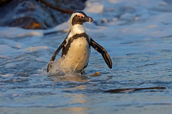 African Penguin Spheniscus Demersus Shallow Coastal Water South Africa — Stock Photo, Image