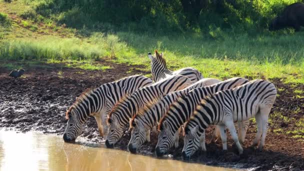 Plains Zebras Equus Burchelli Dricka Vid Ett Vattenhål Mokala Nationalpark — Stockvideo