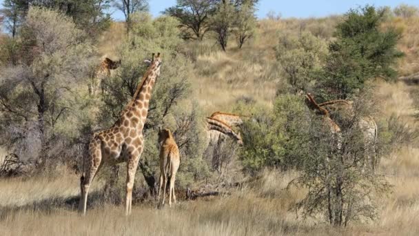Girafas Giraffa Camelopardalis Alimentando Espinheiros Deserto Kalahari África Sul — Vídeo de Stock