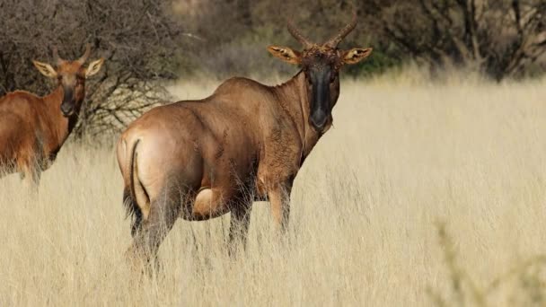 Tsessebe Antelopes Damaliscus Lunatus Standing Grassland Mokala National Park South — Video Stock