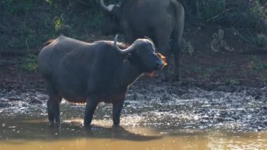 Güney Afrika 'daki Mokala Ulusal Parkı' nda çamurlu bir su birikintisinde Bufalo Afrikalısı (Syncerus caffer)