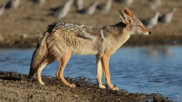 Alert Black Backed Jackal Canis Mesomelas Waterhole Kalahari Desert South — Wideo stockowe