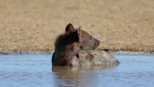 Alert Spotted Hyena Crocuta Crocuta Wallowing Drinking Water Kalahari Desert — Vídeo de Stock