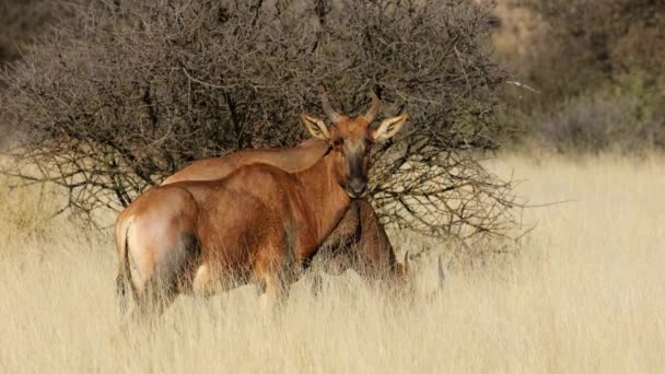 Tsessebe Antelopes Damaliscus Lunatus 站在草原上 Mokala国家公园 — 图库视频影像