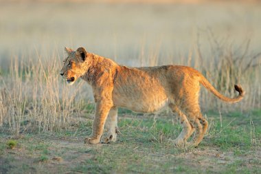 Alert African lion cub (Panthera leo), Kalahari desert, South Africa