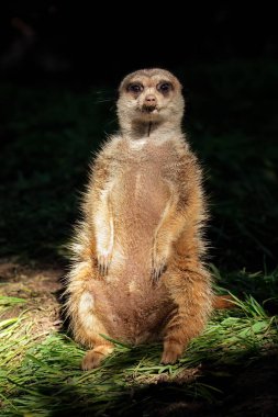 An alert meerkat (Suricata suricatta) sitting upright, South Africa