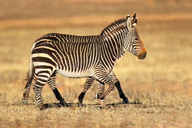 Cape Dağı zebraları (Equus zebra) doğal yaşam alanı, Zebra Dağı Ulusal Parkı, Güney Afrika