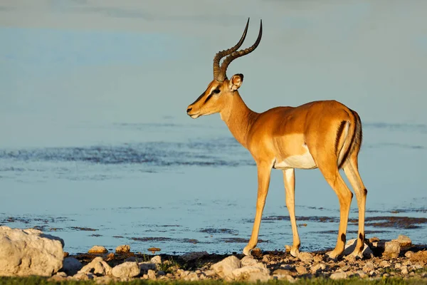Male Impala Antelope Aepyceros Melampus Waterhole Etosha National Park Namibia — Stockfoto