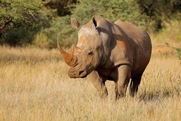 Ein Gefährdetes Breitmaulnashorn Ceratotherium Simum Natürlichem Lebensraum Südafrika — Stockfoto