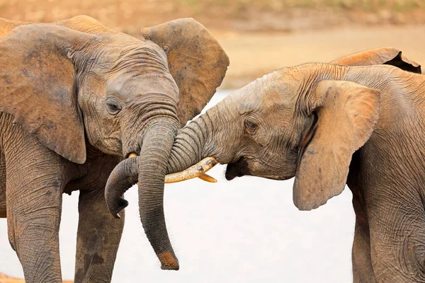 Interaction Two African Elephants Loxodonta Africana Addo Elephant National Park — Stock Photo, Image