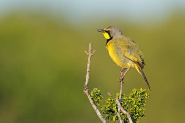 A bokmakierie shrike (Telophorus zeylonus) perched on a branch, South Africa