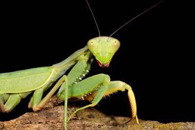Ortak bir yeşil Mantis (Sphodromantis gastrica) siyah üzerinde portre, Güney Afrika