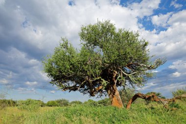 African shepherds tree (Boscia albitrunca) in grassland against a cloudy sky, South Africa