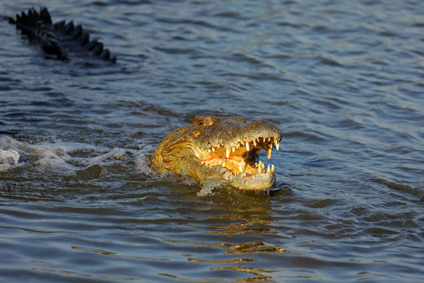 Large Nile Crocodile Crocodylus Niloticus Open Jaws Water Kruger National — Foto de Stock