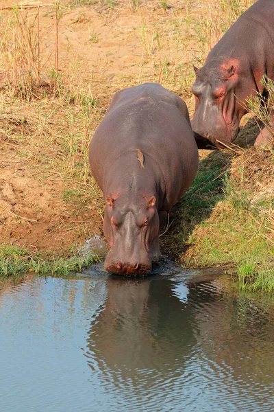 Два Гиппопотама Hippopotamus Amphibius Заходящие Воду Национальный Парк Крюгера Южная — стоковое фото