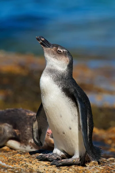 Young African Penguin Spheniscus Demersus Coastal Rocks Western Cape South — Stock Photo, Image