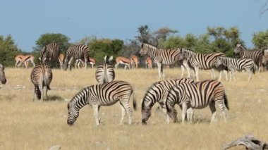 Plains zebras and springbok antelopes grazing on arid plains, Etosha National Park, Namibia