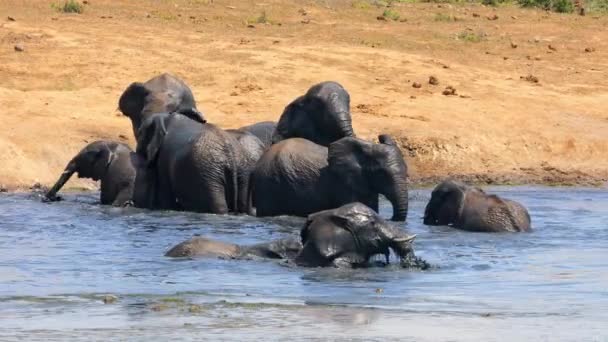 African Elephants Loxodonta Africana Playing Muddy Waterhole Addo Elephant National — Stock video