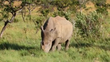 An endangered white rhinoceros (Ceratotherium simum) feeding in natural habitat, South Africa