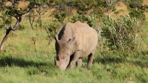 Endangered White Rhinoceros Ceratotherium Simum Feeding Natural Habitat South Africa — Stockvideo