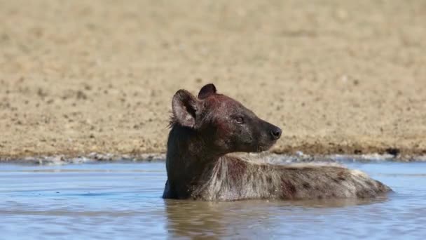 在南非卡拉哈里沙漠发现了一只警觉的鬣狗 Crocuta Crocuta Crocuta 在打滚喝水 — 图库视频影像