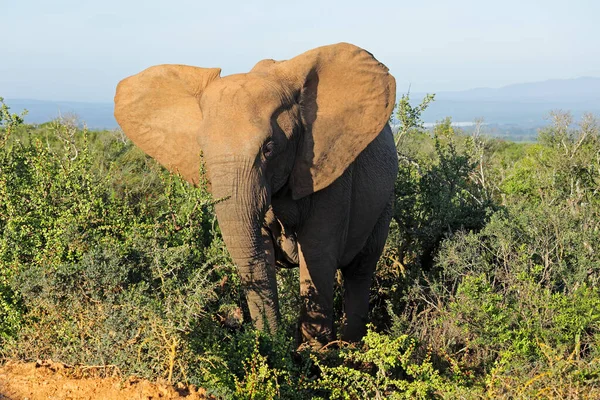 African Elephant Loxodonta Africana Natural Habitat Addo Elephant National Park — Stock Photo, Image