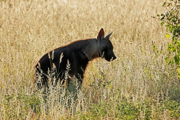 Silhouet Van Een Bruine Hyena Hyaena Brunnea Grasland Nationaal Park — Stockfoto