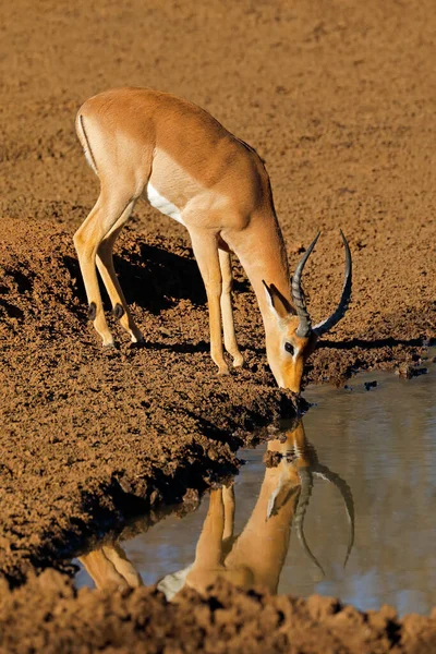 Antílope Macho Impala Aepyceros Melampus Bebiendo Pozo Agua Parque Nacional —  Fotos de Stock