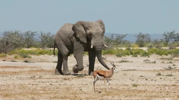 Large African Bull Elephant Loxodonta Africana Walking Natural Habitat Etosha — Vídeo de Stock
