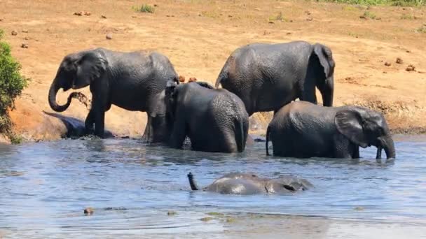 African Elephants Loxodonta Africana Playing Muddy Waterhole Addo Elephant National — Stock Video