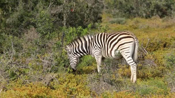 Plains Zebra Equus Burchelli Feeding Natural Habitat Addo Elephant National — ストック動画