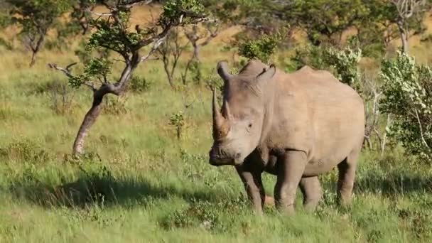 Endangered White Rhinoceros Ceratotherium Simum Feeding Natural Habitat South Africa — стоковое видео