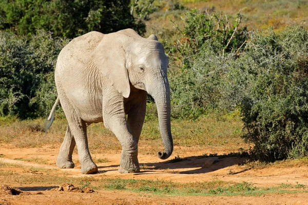 African Elephant Loxodonta Africana Walking Natural Habitat Addo Elephant National — Stock Photo, Image