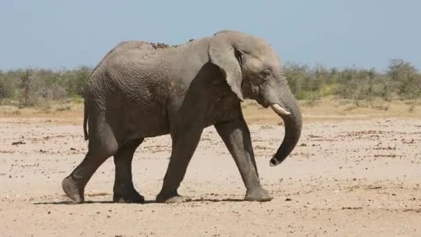 Large African Bull Elephant Loxodonta Africana Walking Natural Habitat Etosha — Stok video
