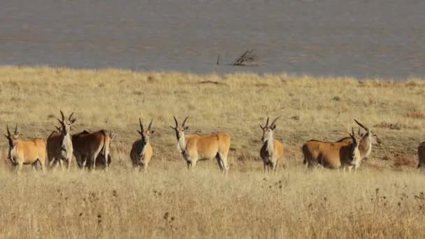 Alerta Elande Antílopes Tragelaphus Oryx Habitat Natural África Sul — Vídeo de Stock