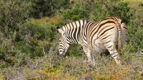 南非Addo Elephant国家公园 一只在自然栖息地觅食的斑马 — 图库视频影像