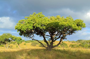 Afrika savanası çayırlarda ağaçlarla kaplı bulutlu bir gökyüzü, Güney Afrika