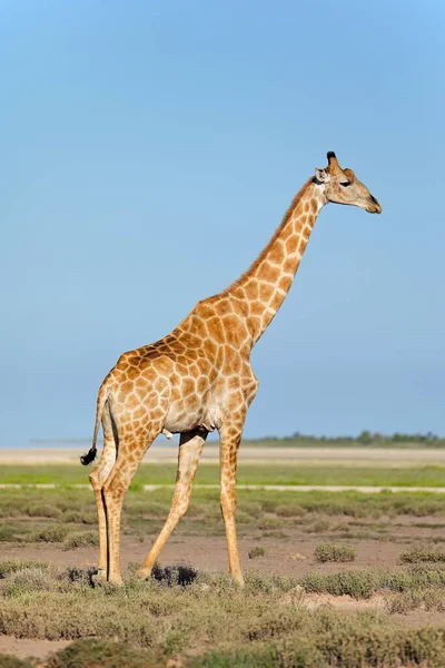 纳米比亚 Etosha 国家公园平原上的长颈鹿 Giraffa 鹿豹座 — 图库照片